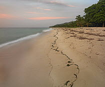 Tropical beach, Camp Bay, Roatan Island, Honduras
