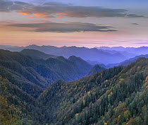 Deciduous forest covering mountains, Newfound Gap, Great Smoky Mountains National Park, North Carolina