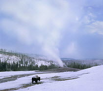 American Bison (Bison bison) near Old Faithful, Yellowstone National Park, Wyoming