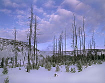 Coniferous forest succession years after fire, Yellowstone National Park, Wyoming