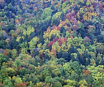 Deciduous forest in autumn, Great Smoky Mountains National Park, Tennessee