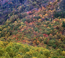 Deciduous forest in autumn, Great Smoky Mountains National Park, Tennessee