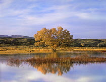 Cottonwood Tree and Sandhill Crane (Grus canadensis) flock in pond, Bosque del Apache National Wildlife Refuge, New Mexico
