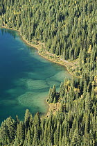 Coniferous forest and Cerulean Lake, Mount Assiniboine Provincial Park, British Columbia, Canada