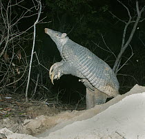 Giant Armadillo (Priodontes maximus) female standing and sniffing air, Pantanal, Brazil