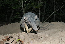 Giant Armadillo (Priodontes maximus) female at burrow entrance, Pantanal, Brazil
