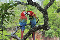 Red and Green Macaw (Ara chloroptera) pair courting, Buraco das Araras, Mato Grosso do Sul, Pantanal, Brazil