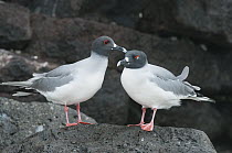 Swallow-tailed Gull (Creagrus furcatus) pair courting, Galapagos Islands, Ecuador