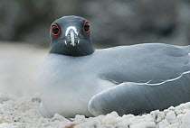 Swallow-tailed Gull (Creagrus furcatus) on nest, Genovesa Island, Galapagos Islands, Ecuador