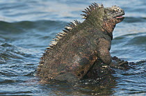 Marine Iguana (Amblyrhynchus cristatus) on rock in water, Santiago Island, Galapagos Islands, Ecuador
