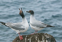 Swallow-tailed Gull (Creagrus furcatus) pair courting, Galapagos Islands, Ecuador