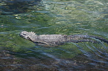 Marine Iguana (Amblyrhynchus cristatus) swimming, Fernandina Island, Galapagos Islands, Ecuador