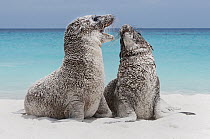 Galapagos Sea Lion (Zalophus wollebaeki) pups playing, Espanola Island, Galapagos Islands, Ecuador