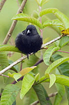 Small Ground-Finch (Geospiza fuliginosa) male, Santa Cruz Island, Galapagos Islands, Ecuador