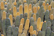 Lava Cactus (Brachycereus nesioticus), Fernandina Island, Galapagos Islands, Ecuador