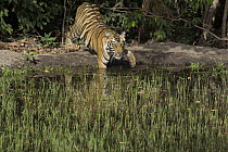 Bengal Tiger (Panthera tigris tigris) one and a half year old cub at waterhole, Bandhavgarh National Park, India