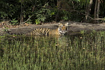 Bengal Tiger (Panthera tigris tigris) one and a half year old cub cooling off at waterhole, Bandhavgarh National Park, India