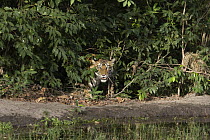 Bengal Tiger (Panthera tigris tigris) one and a half year old cub at waterhole, Bandhavgarh National Park, India
