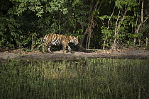 Bengal Tiger (Panthera tigris tigris) female at waterhole, Bandhavgarh National Park, India