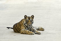 Bengal Tiger (Panthera tigris tigris) eighteen month old cub on road, Bandhavgarh National Park, India