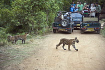 Bengal Tiger (Panthera tigris tigris) eight month old cubs crossing road near tourists, Bandhavgarh National Park, India