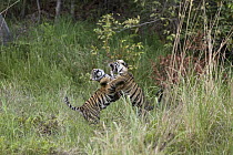 Bengal Tiger (Panthera tigris tigris) eight month old cubs playing, Bandhavgarh National Park, India. Sequence 1 of 3