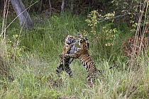 Bengal Tiger (Panthera tigris tigris) eight month old cubs playing, Bandhavgarh National Park, India. Sequence 2 of 3