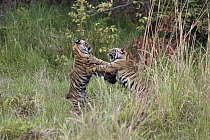 Bengal Tiger (Panthera tigris tigris) eight month old cubs playing, Bandhavgarh National Park, India. Sequence 3 of 3