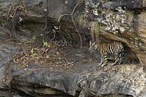 Bengal Tiger (Panthera tigris tigris) eighteen month old cub, Bandhavgarh National Park, India
