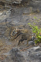 Bengal Tiger (Panthera tigris tigris) eighteen month old cubs playing, Bandhavgarh National Park, India