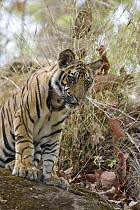 Bengal Tiger (Panthera tigris tigris) eight month old cub, Bandhavgarh National Park, India