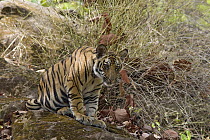 Bengal Tiger (Panthera tigris tigris) eight month old cub, Bandhavgarh National Park, India