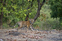 Bengal Tiger (Panthera tigris tigris) eight month old cub running, Bandhavgarh National Park, India