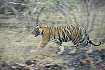 Bengal Tiger (Panthera tigris tigris) eighteen month old cub walking, Bandhavgarh National Park, India