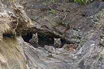 Bengal Tiger (Panthera tigris tigris) eighteen month old cubs in waterhole, Bandhavgarh National Park, India