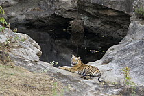 Bengal Tiger (Panthera tigris tigris) eighteen month old cub at waterhole, Bandhavgarh National Park, India