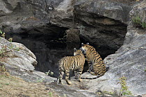 Bengal Tiger (Panthera tigris tigris) eighteen month old cubs at waterhole, Bandhavgarh National Park, India