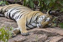 Bengal Tiger (Panthera tigris tigris) female resting, Bandhavgarh National Park, India