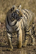 Bengal Tiger (Panthera tigris tigris), Tadoba Andheri Tiger Reserve, India
