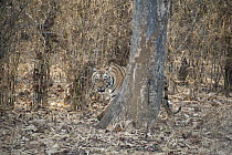 Bengal Tiger (Panthera tigris tigris) camouflaged in forest, Tadoba Andheri Tiger Reserve, India