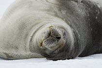 Crabeater Seal (Lobodon carcinophagus) sleeping, Antarctic Peninsula, Antarctica