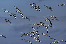 Pintado Petrel (Daption capense) flock flying, Antarctic Sound, Antarctica