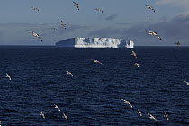 Pintado Petrel (Daption capense) flock flying, Antarctic Sound, Antarctica