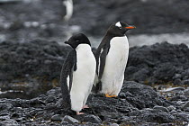 Adelie Penguin (Pygoscelis adeliae) and Gentoo Penguin (Pygoscelis papua), Weddell Sea, Antarctic Peninsula, Antarctica