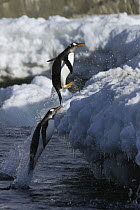Gentoo Penguin (Pygoscelis papua) pair leaping out of water, Danco Island, Antarctic Peninsula, Antarctica