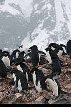 Adelie Penguin (Pygoscelis adeliae) nesting colony, Weddell Sea, Antarctic Peninsula, Antarctica