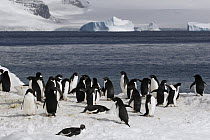Adelie Penguin (Pygoscelis adeliae) group on coast, Paulet Island, Antarctic Peninsula, Antarctica