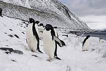 Adelie Penguin (Pygoscelis adeliae) group on coast, Paulet Island, Antarctic Peninsula, Antarctica