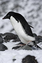 Adelie Penguin (Pygoscelis adeliae) walking over rocks, Paulet Island, Antarctic Peninsula, Antarctica