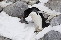Adelie Penguin (Pygoscelis adeliae), Paulet Island, Antarctic Peninsula, Antarctica